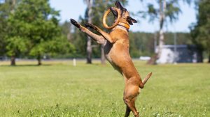 Algumas raças de cachorro se destacam por sua disposição, agilidade e resistência (Imagem: Tanee | Shutterstock)