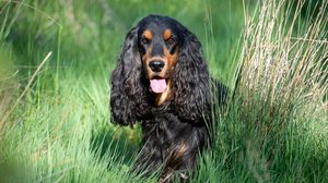 Algumas raças de cachorro se destacam pelo tamanho das orelhas (Imagem: cynoclub | Shutterstock)