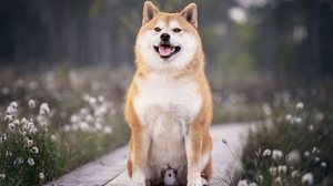 Estes cães se tornaram ícones da cultura japonesa por suas características marcantes (Imagem: Julija Kumpinovica | Shutterstock)