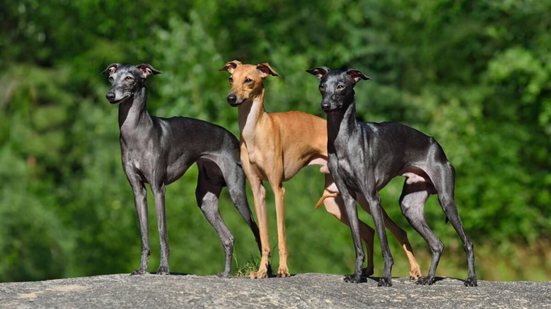Os cachorros galgos surpreendem por seu temperamento calmo, afetuoso e silencioso (Imagem: Natallia Yaumenenka | Shutterstock)