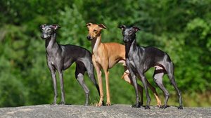 Os cachorros galgos surpreendem por seu temperamento calmo, afetuoso e silencioso (Imagem: Natallia Yaumenenka | Shutterstock)