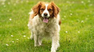 A França desenvolveu cães para diferentes finalidades, que ultrapassaram barreiras e conquistaram lares ao redor do globo (Imagem: Przemek Iciak | Shutterstock)