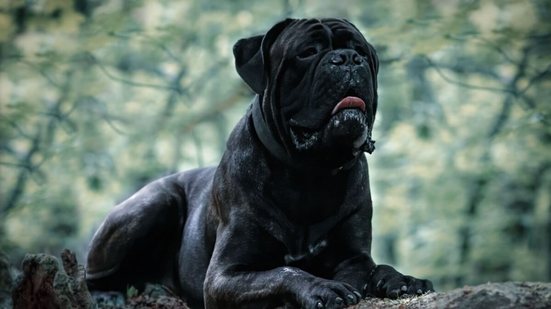 Além da beleza, essas raças se destacam pela lealdade e pelo instinto protetor  (Imagem: Anna Ciesielska | Shutterstock)