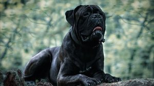 Além da beleza, essas raças se destacam pela lealdade e pelo instinto protetor  (Imagem: Anna Ciesielska | Shutterstock)