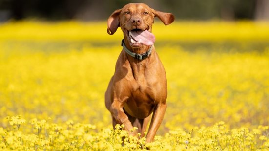 Algumas raças de cachorro são ideais para a prática de exercícios físicos mais intensos (Imagem: Ev Opiela | Shutterstock)