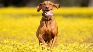 Algumas raças de cachorro são ideais para a prática de exercícios físicos mais intensos (Imagem: Ev Opiela | Shutterstock)