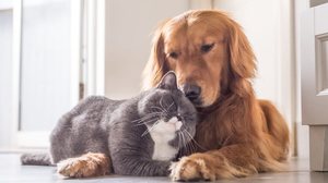 Existem raças de cachorro que tem o perfil ideal para viver com gatos (Imagem: Chendongshan | Shutterstock)
