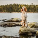 A Itália é o berço de diversas raças de cachorro que se tornaram conhecidas por suas habilidades específicas, beleza e lealdade (Imagem: olgagorovenko | Shutterstock)