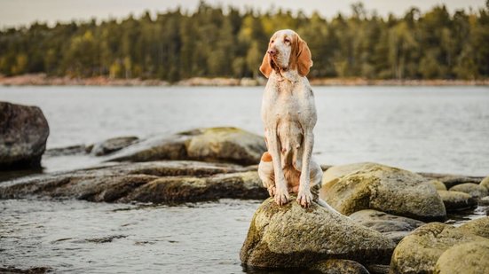 A Itália é o berço de diversas raças de cachorro que se tornaram conhecidas por suas habilidades específicas, beleza e lealdade (Imagem: olgagorovenko | Shutterstock)