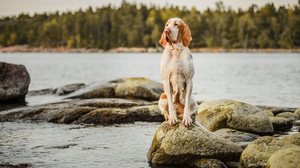 A Itália é o berço de diversas raças de cachorro que se tornaram conhecidas por suas habilidades específicas, beleza e lealdade (Imagem: olgagorovenko | Shutterstock)