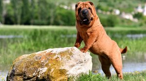 Algumas raças se destacam pelo comportamento independente (Imagem: Natalia Fesiun | Shutterstock)