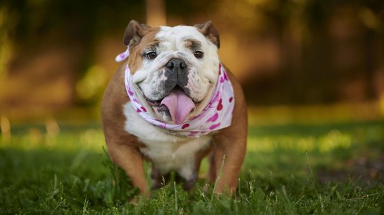 Os cães originários do Reino Unido se tornaram símbolo de lealdade e inteligência (Imagem: Light and Vision | Shutterstock)