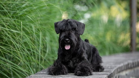 Raças de cachorros pequenas se destacam pelo visual elegante e por serem companheiros fáceis de manejar (Imagem: Svitlana Diuba | Shutterstock)