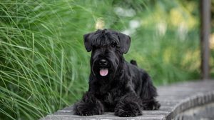 Raças de cachorros pequenas se destacam pelo visual elegante e por serem companheiros fáceis de manejar (Imagem: Svitlana Diuba | Shutterstock)