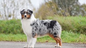 Os cães pastores são inteligentes, ágeis e têm um forte instinto de proteção (Imagem: Hanna Borysenko | Shutterstock)