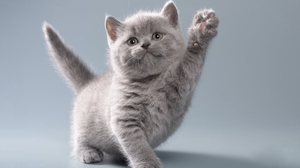 Algumas raças de gatos se destacam por sua aparência encantadora (Imagem: OksanaSusoeva | Shutterstock)