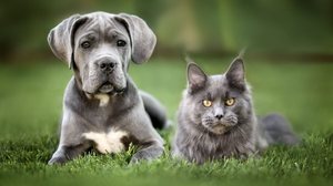 Algumas raças de gatos são naturalmente mais sociáveis e tolerantes a cachorros (Imagem: otsphoto | Shutterstock)
