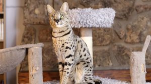 Algumas raças de gato se destacam pelo nível de energia (Imagem: AJR_photo | Shutterstock)