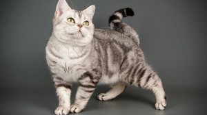 Algumas raças de gatos são ideais para quem vive em apartamentos ou valoriza a calma em casa (Imagem: Oleksandr VolchanskyiOleksandr Volchanskyi | Shutterstock)