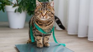 A obesidade é prejudicial para a saúde de cães e gatos (Imagem: Victoria 1 | Shutterstock)