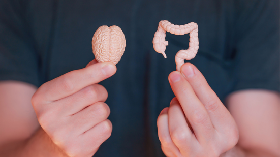 Conexão direta entre cérebro e intestino é capaz de influenciar a digestão, o trânsito intestinal e até a composição da microbiota (Imagem: Chizhevskaya Ekaterina | Shutterstock)