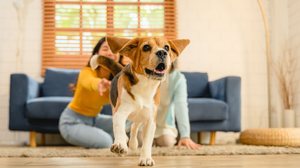 Cães com transtornos de atenção apresentam um padrão persistente de hiperatividade (Imagem: 1st footage | Shutterstock)