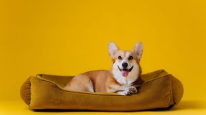 A cama é fundamental para que o cachorro tenha um sono reparador e mais conforto no dia a dia (Imagem: BONDART PHOTOGRAPHY | Shutterstock)