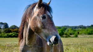 Diversas espécies do reino animal têm dezenas ou até centenas de milhões de receptores olfativos (Imagem: Wandering views | Shutterstock)