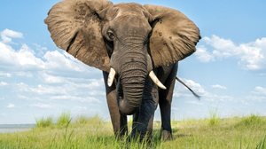 A força é um fator predominante para a sobrevivência de muitas espécies (Imagem: Henk Bogaard | Shutterstock)