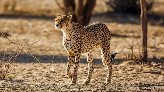 A velocidade é fundamental na adaptação ao ambiente e na perpetuação das espécies (Imagem: PACO COMO | Shutterstock)
