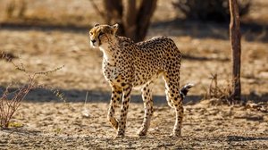 A velocidade é fundamental na adaptação ao ambiente e na perpetuação das espécies (Imagem: PACO COMO | Shutterstock)