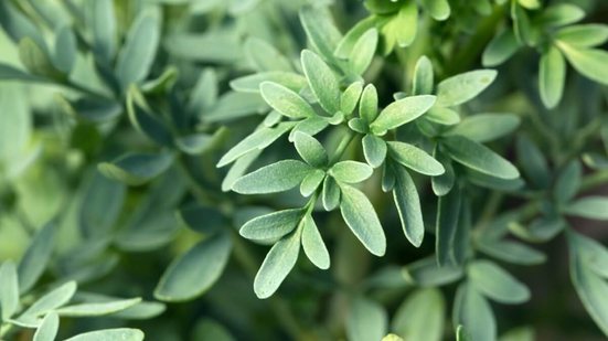 A arruda é repleta de compostos bioativos e uma aliada natural em diversos tratamentos (Imagem: Skyprayer2005 | Shutterstock)