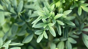 A arruda é repleta de compostos bioativos e uma aliada natural em diversos tratamentos (Imagem: Skyprayer2005 | Shutterstock)