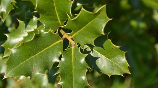 A espinheira-santa é uma planta medicinal brasileira conhecida por suas poderosas propriedades (Imagem: CELINE NAEGELEN | Shutterstock)