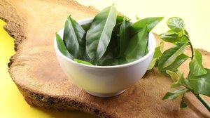 Originária das regiões tropicais das Américas, a ora-pro-nóbis tem sido utilizada há séculos (Imagem: Mirian Goulart Nogueira | Shutterstock)