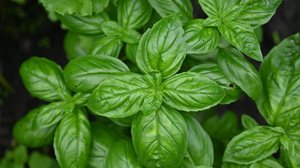 O manjericão é uma erva que enriquece pratos e promove a saúde (Imagem: Anna Klymchuk | Shutterstock)