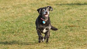 Cachorros idosos precisam de brincadeiras para se manterem ativos e saudáveis (Imagem: Nick Chase 68 | Shutterstock)