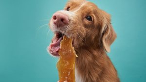 Os petiscos devem ser oferecidos de forma equilibrada ao animal (Imagem: Anna Averianova | Shutterstock)