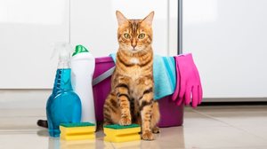 É fundamental tomar alguns cuidados ao utilizar produtos de limpeza em ambientes que tenham animais de estimação  (Imagem: Svetlana Rey | Shutterstock)