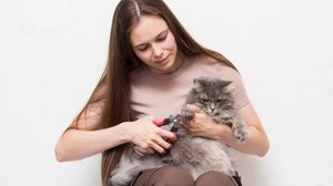Além de prevenir acidentes, os cortes regulares das unhas dos gatos também evitam que desenvolvam desconfortos ao caminhar (Imagem: Ekaterina43 | Shutterstock)
