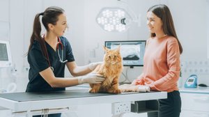 O diagnóstico precoce aumenta a qualidade de vida dos gatos com FeLV (Imagem: Gorodenkoff | Shutterstock)