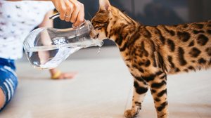 Cuidados com os pets devem ser redobrados durante os dias de calor (Imagem: pyrozhenka | Shutterstock)
