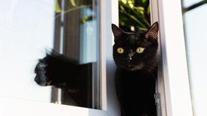 Manter o gato dentro de casa preserva a sua saúde e bem-estar (Imagem: leonov.o | Shutterstock)
