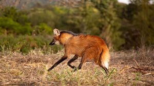 O lobo-guará se destaca por seu porte elegante, pelagem avermelhada e pernas longas (Imagem: Vinicius R. Souza | Shutterstock)