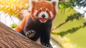 Os pandas-vermelhos são cheios de particularidades e hábitos únicos (Imagem: Anton Watman | Shutterstock)