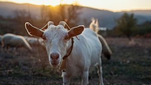 As cabras surpreendem com seu comportamento, inteligência e habilidades únicas (Imagem: KaanSezer | Shutterstock)