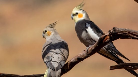 As calopsitas são aves nativas das regiões áridas e semiáridas da Austrália (Imagem: Imogen Warren | Shutterstock)
