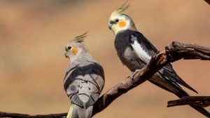 As calopsitas são aves nativas das regiões áridas e semiáridas da Austrália (Imagem: Imogen Warren | Shutterstock)