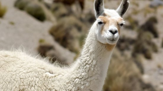 As lhamas desempenham um papel importante na vida da população dos Andes (Imagem: Jakub.it | Shutterstock)