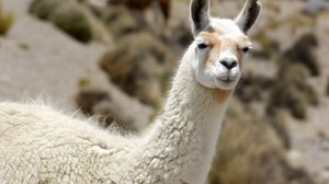 As lhamas desempenham um papel importante na vida da população dos Andes (Imagem: Jakub.it | Shutterstock)